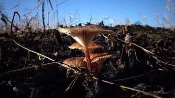 Mushroom in the grass, inedible dangerous mushroom, you can get poisoned if you eat it video