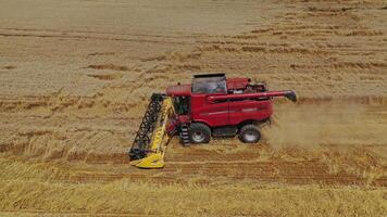 Agricultural process of harvesting in farmland. Red combine harvester working on the golden field in summer. Aerial view. video
