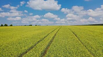 Drone fly over the field in spring. Plantation field of farmland under the blue sky with white clouds. Motion camera to the left. video