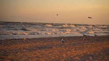 Motion of seagulls on shore on the foamy sea waves background at sunset. Many seagulls flying into the empty beach to find some food in the evening. video