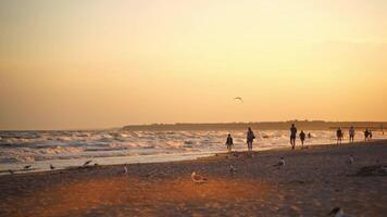 Evening sea with people and seagulls walking on shore. Many people go along the coastline at sunset. Seagulls trying to find food on beach. video