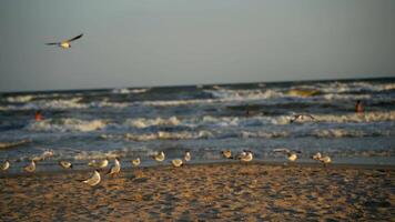 Many seagulls walking on the sea shore in the evening. Flock of seagulls on a beach near sea water with foamy waves and some people swimming in summer. video