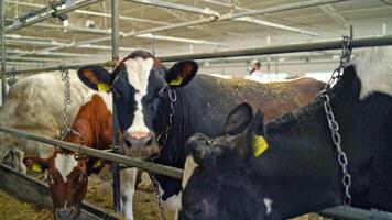 Dairy cows in the cowshed. Row of beautiful cows in a row tied in a stall. Farming concept of livestock in a modern farm background. video