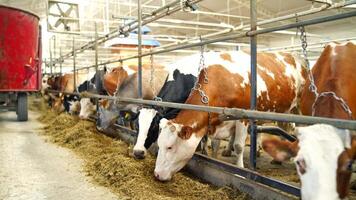 Beautiful cows in a row eating dry grass in a modern cowshed. Livestock feeding in a stall. Farming concept. video