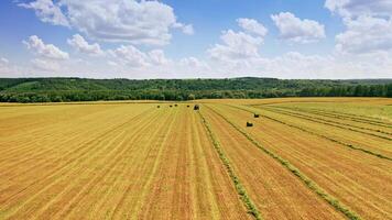 Aerial view on the natural field background at hay harvesting. Tractor is pressing dry grass into bales under beautiful sky in summer time. video