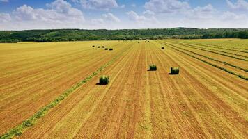 Field with round bales in summer day. Green grass pressed in a stack on natural background in a sunny day. Motion camera back. video