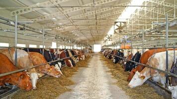 Interior of a modern farm with cows. Two row of dairy cows eating hay in a cowshed. Concept ecology, bio products. video