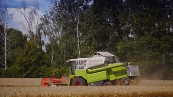 Combine harvester work on green trees background in summer. Harvesting process in the golden field of wheat outdoors. video