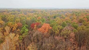 Natural view of woodland in autumn. Flying above bright colors of trees in fall at day time. Aerial view. video