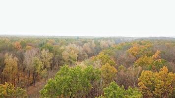 Sky view of autumn road among trees. Aerial view of autumn forest and highway with cars on one side of newly built road. Top view of car road in forest. video