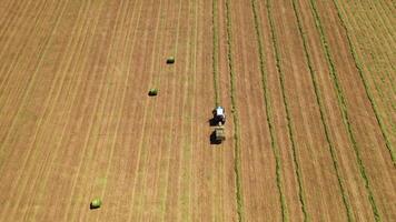 View from above on the field during seasonal works. Tractor gathering dry grass for livestock on the field background in summer. Aerial view. video