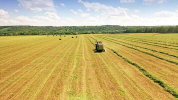 Back view of a tractor collecting hay on the field. Agricultural tractor is gathering dry grass in the countryside in summer. video