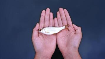River fish lying on palms of male's hands on blue water background. Hands with a fish putting down into the water and fish begins moving in the river. video