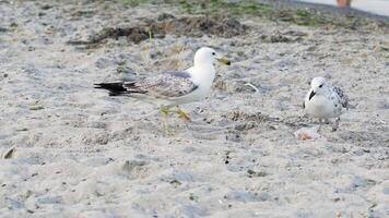 Two nice seagulls walking on a sandy beach outdoors. One bird gull comes to another and bites it on the sandy backround of a shore. video