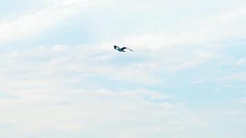 Beautiful flight of a bird seagull in the sky at daytime. Idyllic view of a seagull in the air. Bird gull is waving its wings on the background of blue sky with white clouds. Drone view. video