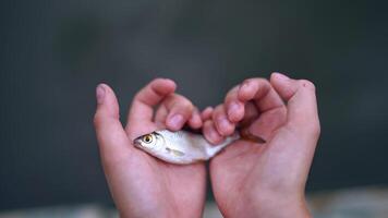Man's hands holding alive fish on blur background. Boy holds river fish in his hands. Fish is moving a little and breathing hard in hands. Close-up. video