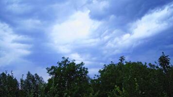 Strong wind shakes big green tree tops at summer day. The wind moving branches of trees on the background of cloudy sky before the rain. video