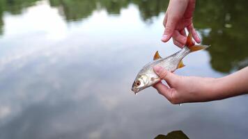 Hands holding alive fish on river background. Fisherman puts river fish into the water and lets it go to swim in summer day. Close-up. video