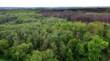 Drone view above beautiful forest. Bird's flight view of the tops of green trees of the natural environment in summer. Camera moves forward. video
