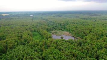 Amazing view of a small lake in forest. Beautiful landscape of natural background of various kinds of trees and a wild lake in forest. Aerial view. Slow motion. video
