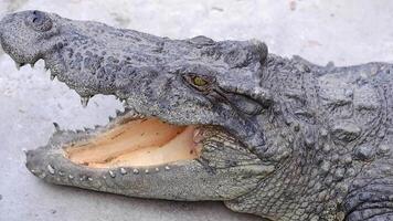 A large crocodile is opening its mouth while sunbathing on the ground in a pond at the zoo, close up shot video
