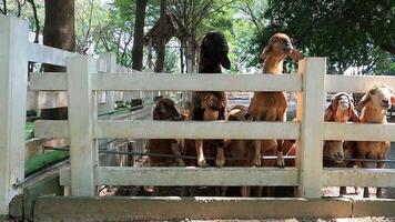 Row of sheep climbing and standing on the edge of white picket fence while waiting for feeding form tourist in livestock farm video