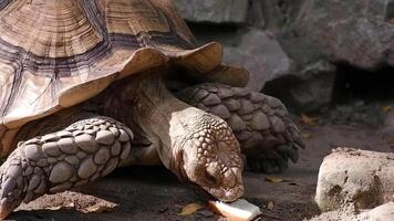 A Sulcata tortoise is eating bread from a tourist in a pond at the zoo. close up shot video