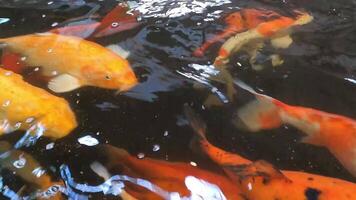 A school of colorful koi carp fish are swimming in a pond. video