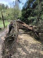 A dead tree trunk with a unique shape, fallen due to a storm in the past photo
