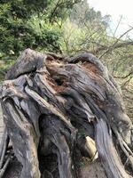 A dead tree trunk with a unique shape, fallen due to a storm in the past photo