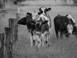 A black and white photo of cows in a field in velen