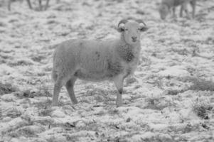 A sheep standing in a snow covered field photo