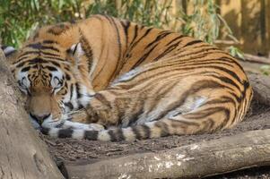 A tiger sleeping on a log photo