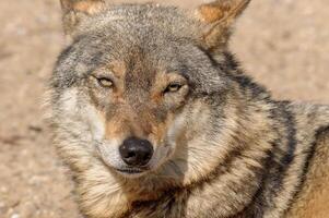 A wolf is looking at the camera with its eyes open photo