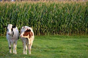 Two cows standing in a field next to a corn field photo