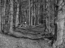 A black and white photo of a tree in the woods