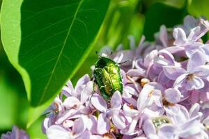 Golden bronze beetle , Cetonia aurata on a branch of flowering lilac. High quality photo