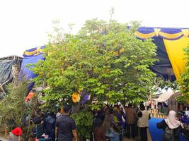 photo of a star fruit tree with lots of yellow fruit ready to be harvested