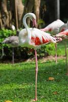 Flamingos in Thailand Zoo photo