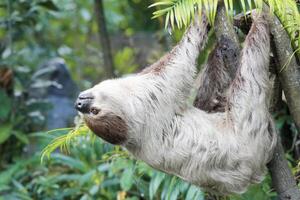 sloth on tree photo