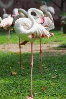 Flamingos in Thailand Zoo photo