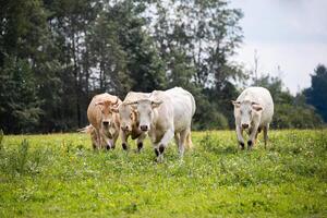 Four cows walking toward the camera through a grassy field, with trees in the background and some yellow wildflowers scattered around. photo