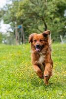 Close up of a brown dog running across a grassy field with a joyful expression, ears perked up and tongue out. photo