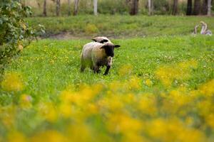 Two sheep grazing in a grassy field, with vibrant yellow wildflowers and geese in the background. photo