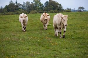 A herd of cows, led by a tan cow and her calf, walks along a narrow path through a grassy field with trees in the background. photo