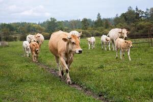 A herd of cows, led by a tan cow and her calf, walks along a narrow path through a grassy field with trees in the background. photo