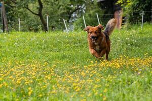 A playful brown dog running through a green field with yellow flowers, ears flapping and a joyful expression on its face. photo