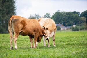 Two cows engage in a gentle head to head interaction in a lush field, showcasing natural animal behavior in an organic farming environment photo