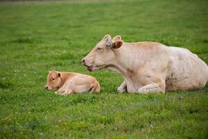 cow and its calf lying down in a grassy field, with the calf nestled closely against the cow. photo
