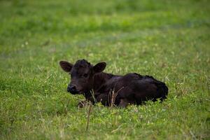 A black calf lying in a grassy field, with its head raised and ears perked up. photo